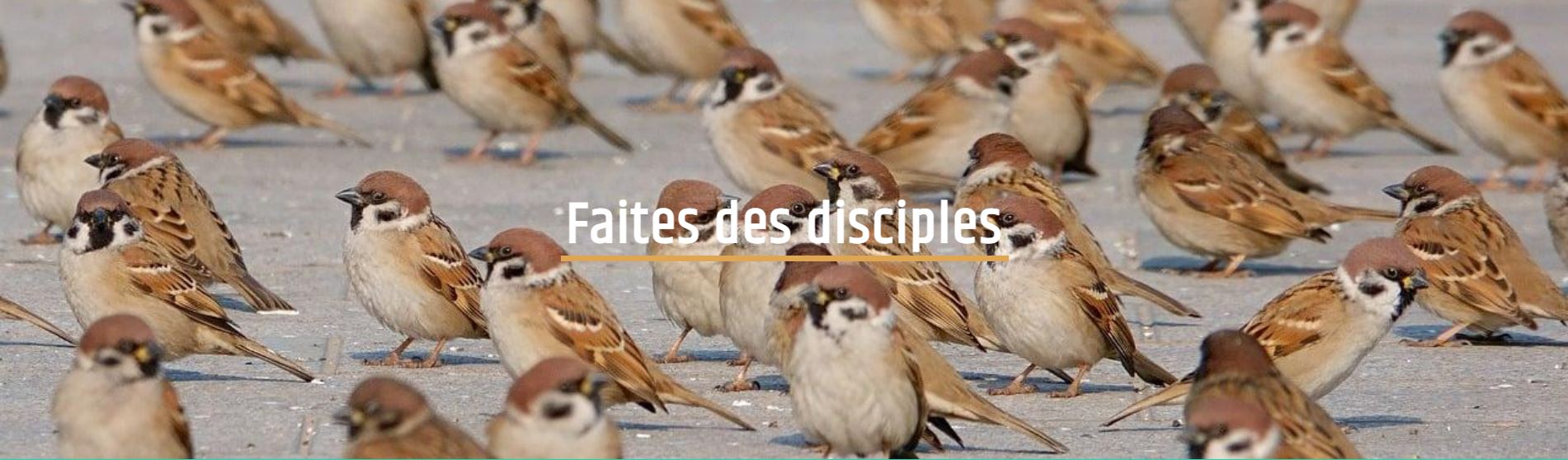 Image mise en avant, Faites des disciples